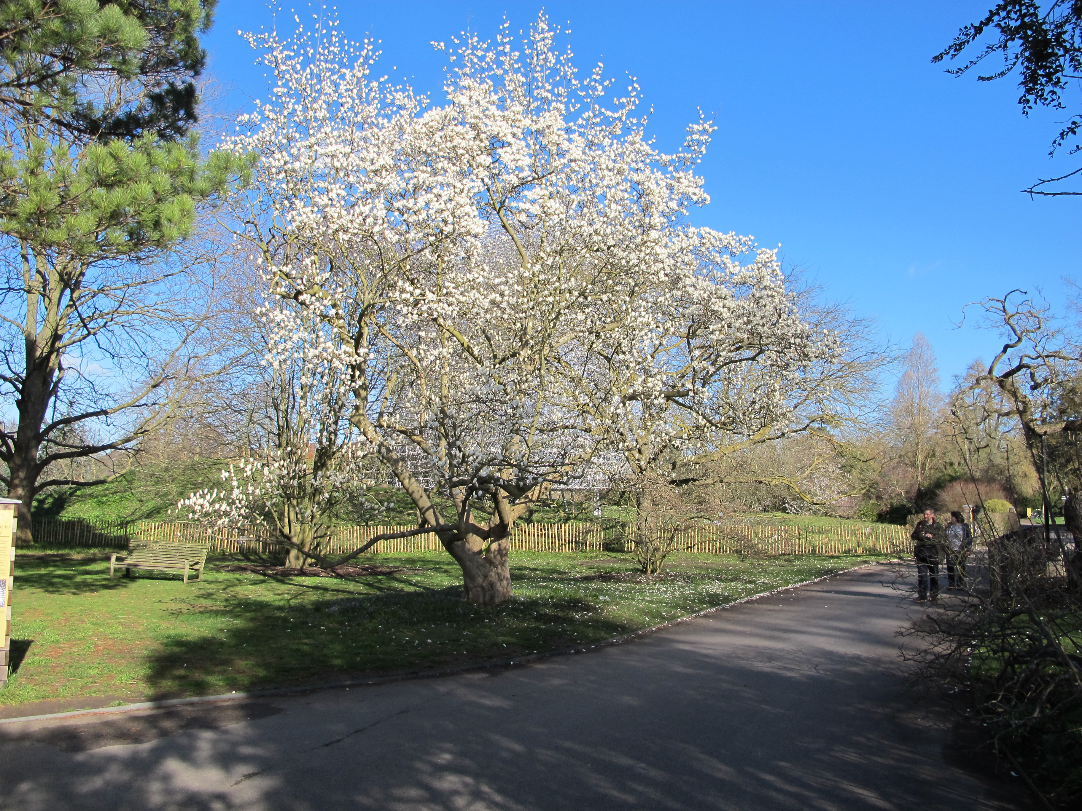 A magnolia tree covered in white flowers in a green garden